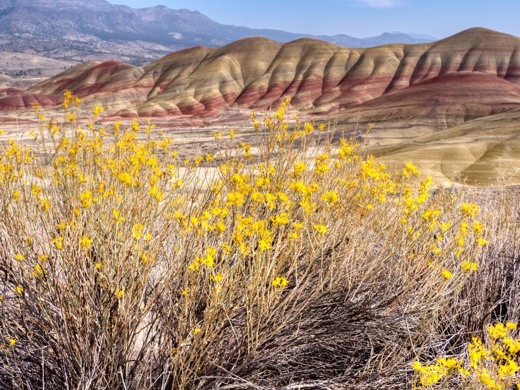 Photo of Painted Hills at John Day Fossil Beds, with yellow wildflowers in foreground.