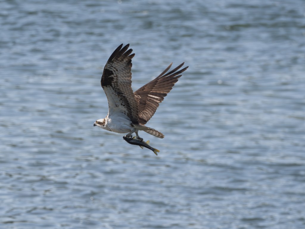 Osprey 2023 Season Article&nbsp;8