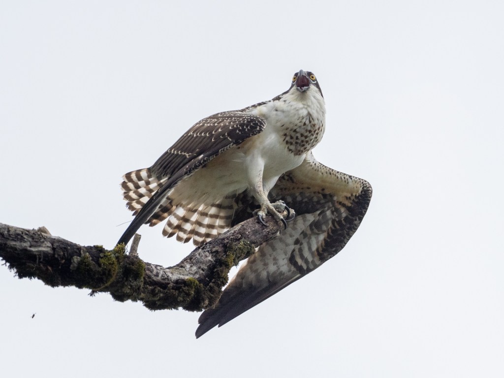 Osprey 2023 Season Article&nbsp;11