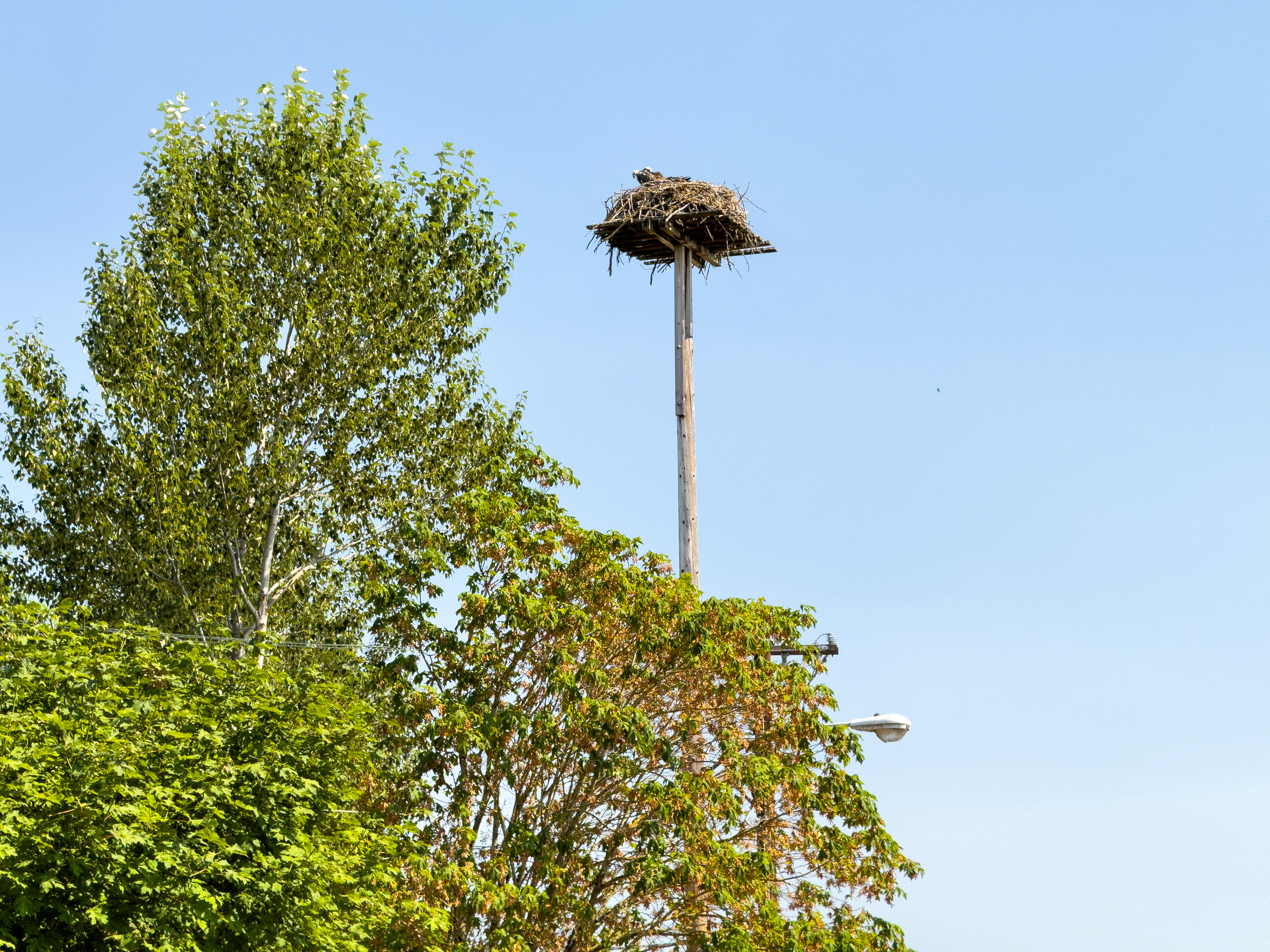 Boulders Osprey Nest (August 4, 2024)