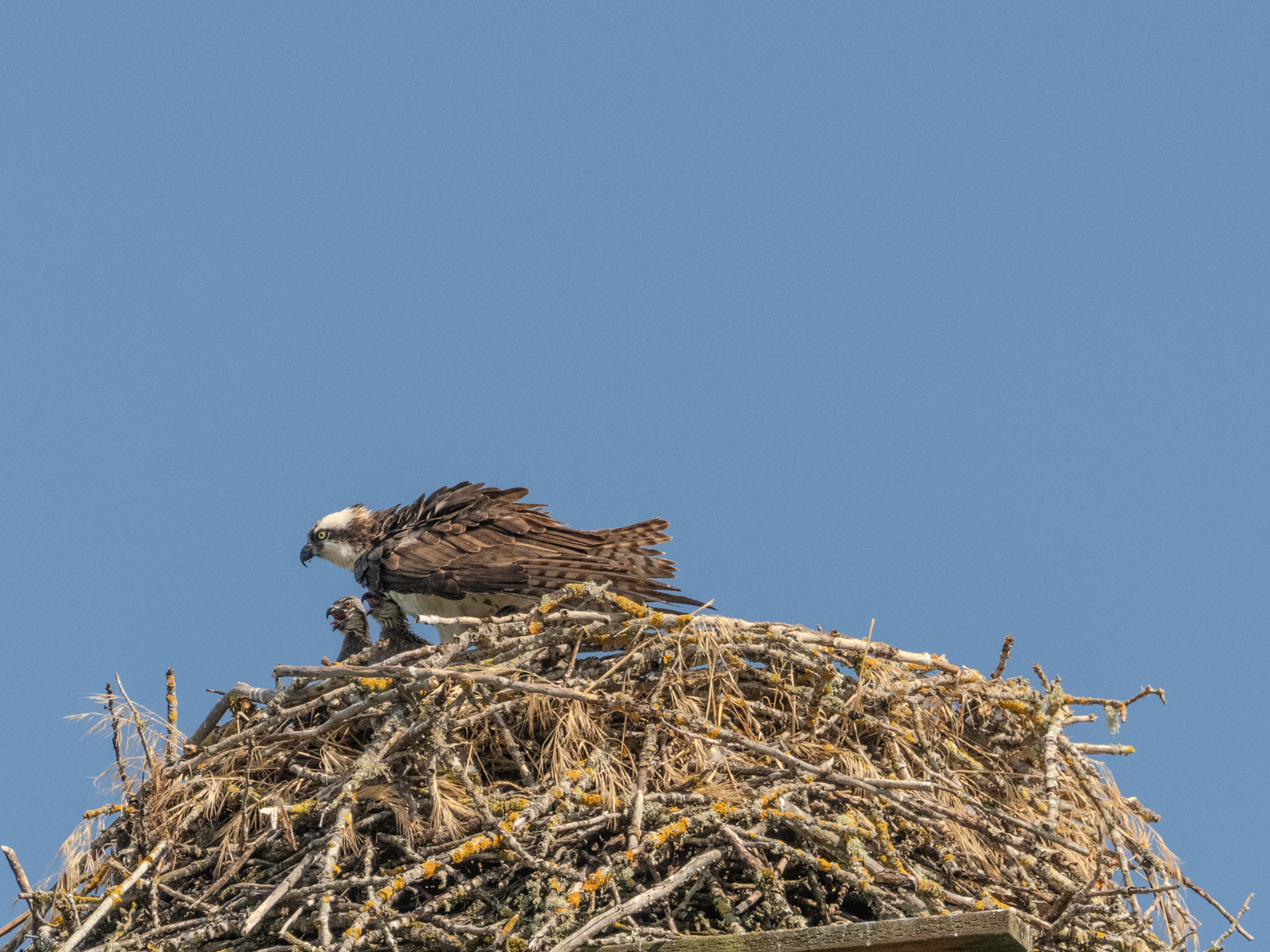 Adult Female Shading Two Hatchlings (June 30, 2024)