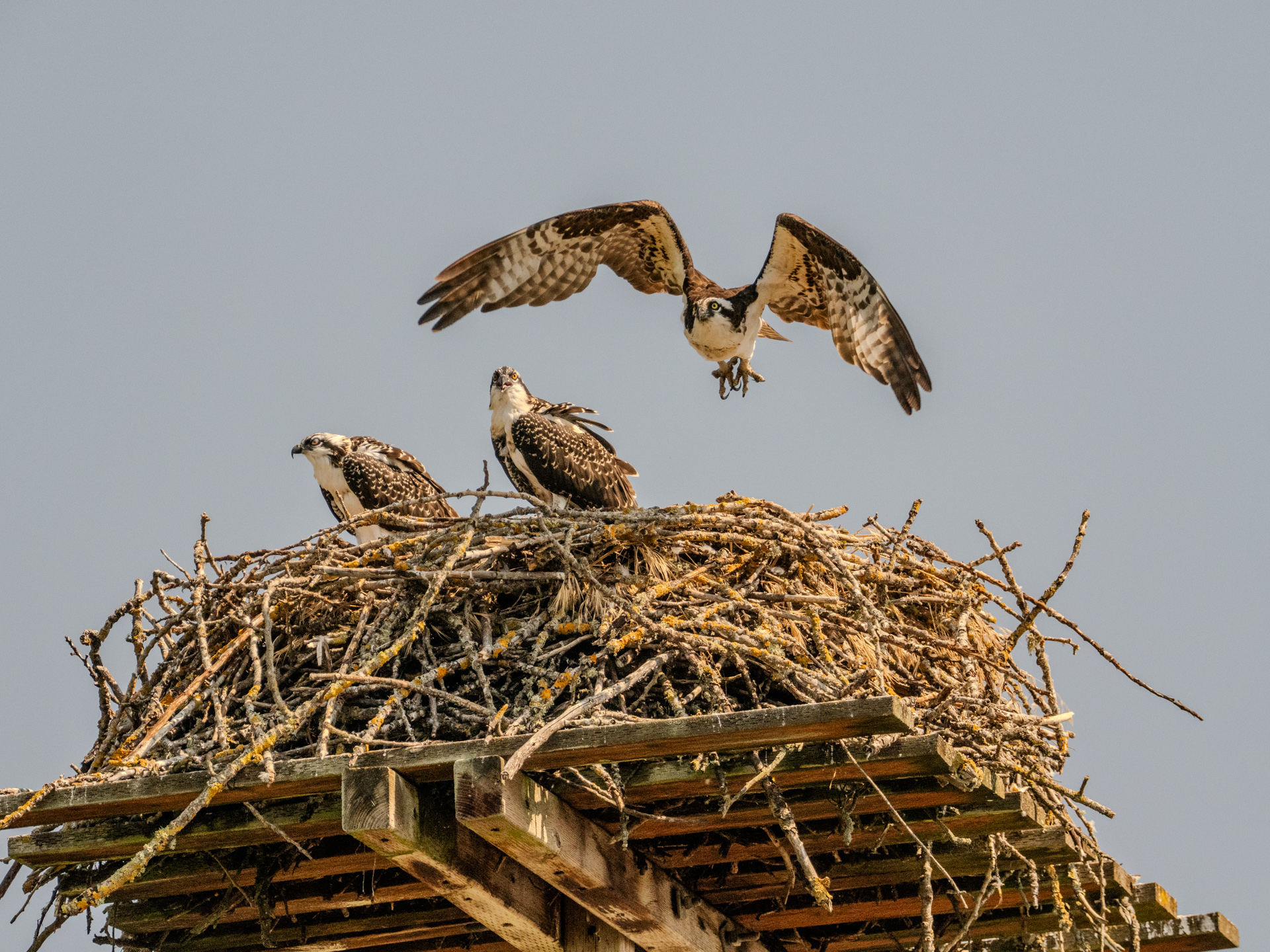 Adult Female Takes a Break (August 4, 2024)