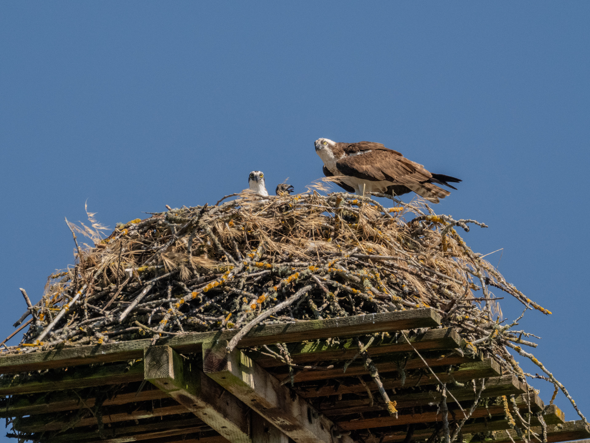 Both Adults & Hatchling (June 21, 2024)