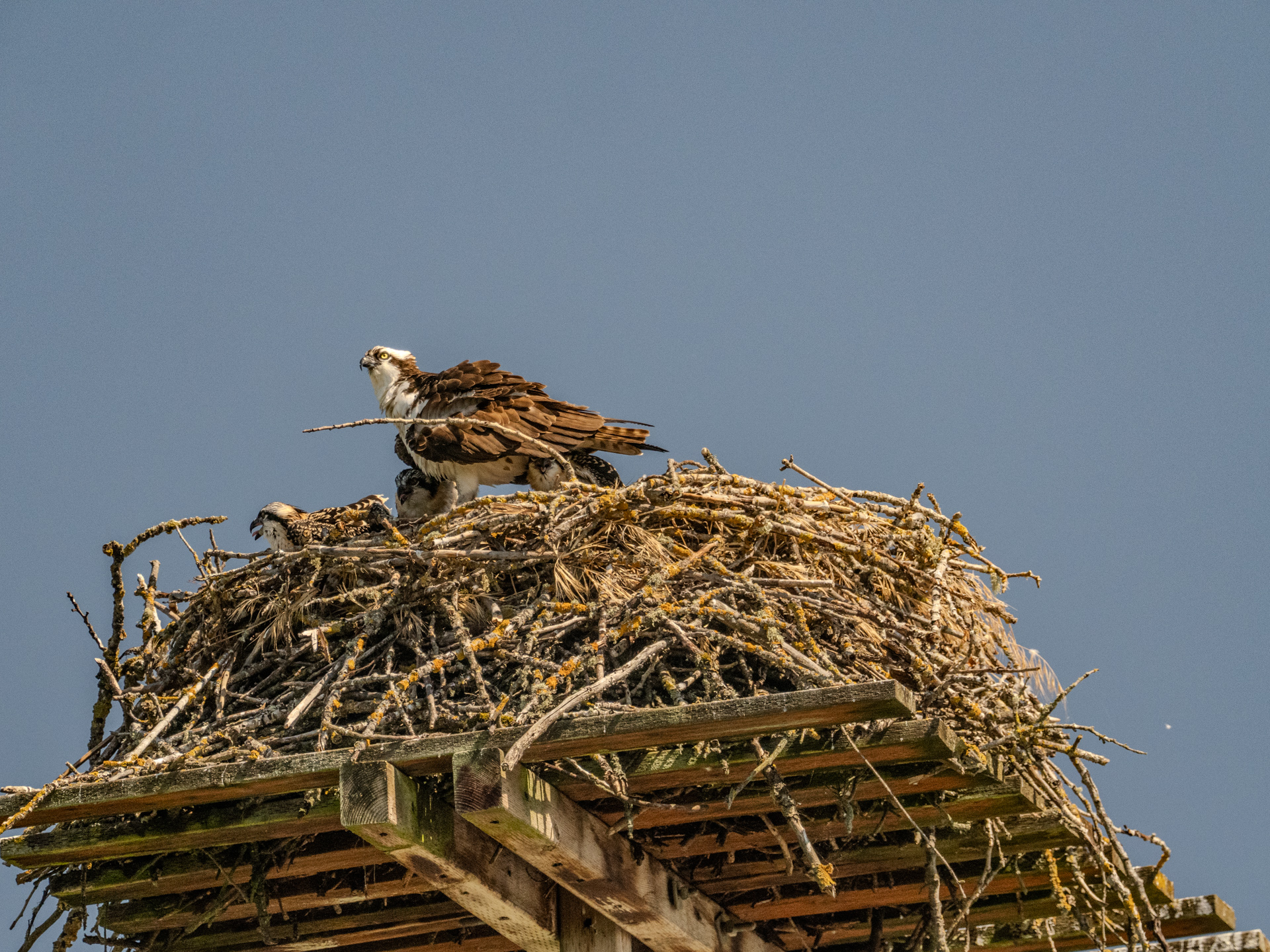 Adult Female Shading Three Hatchlings (July 13, 2024)