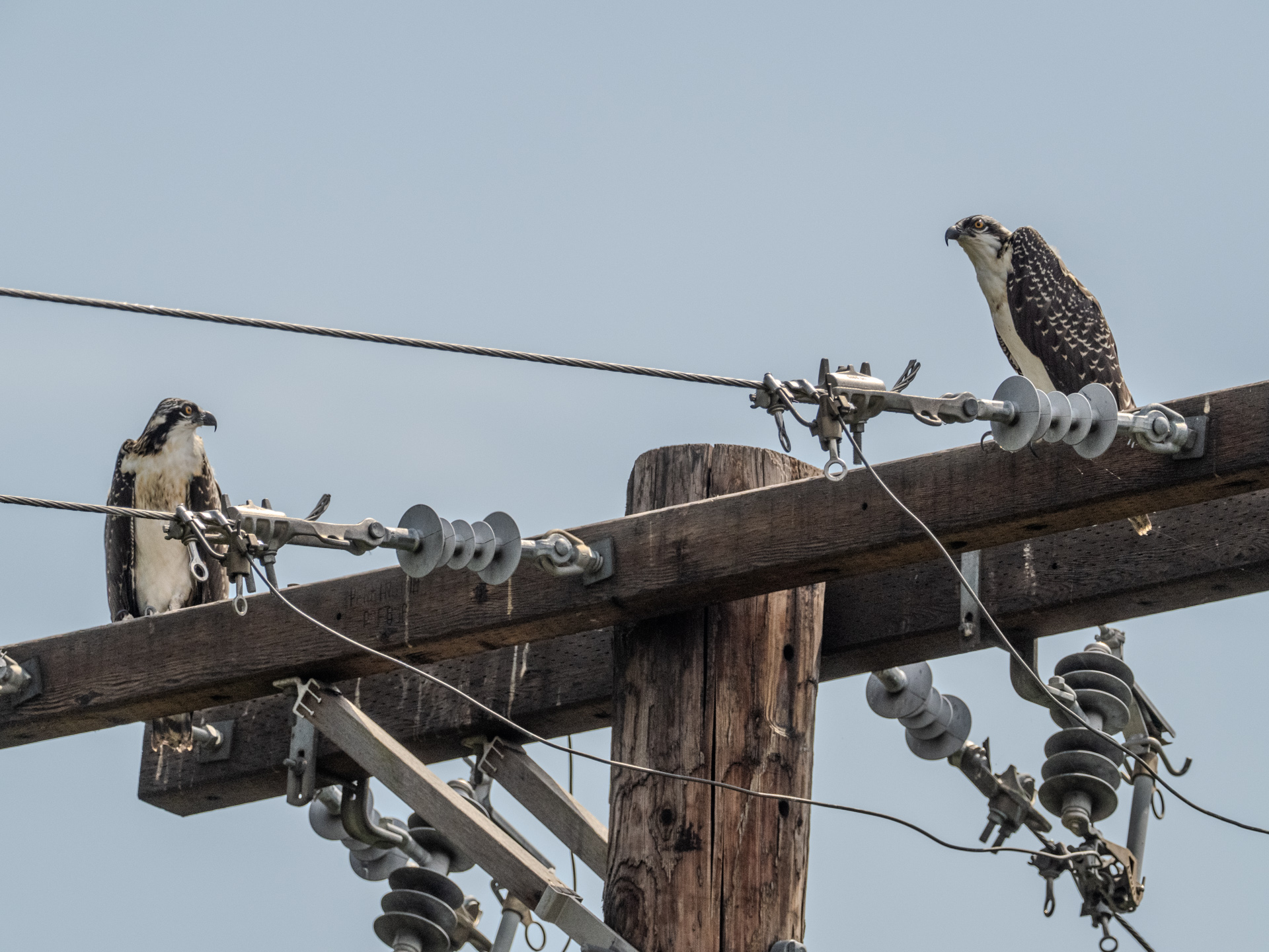 Two Juveniles on Utility Pole (August 3, 2024)