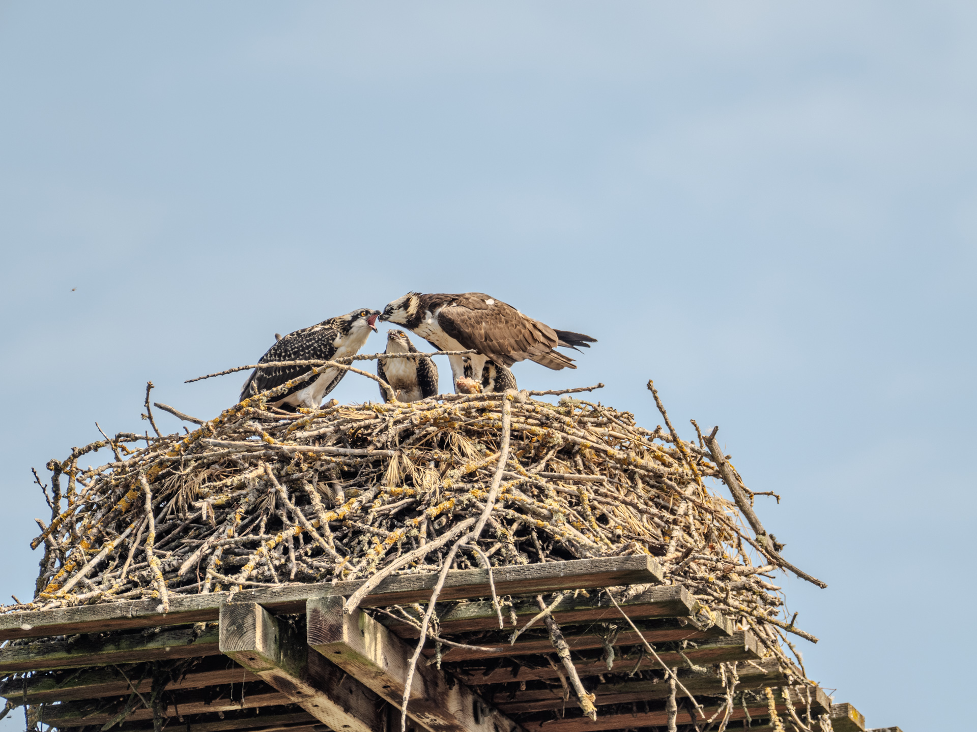 Adult Female Feeding Juvenile (July 28, 2024)