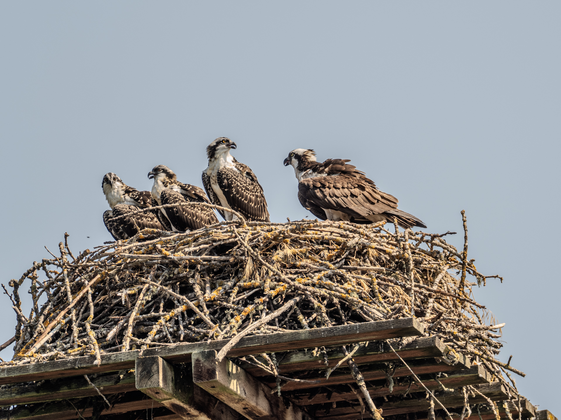 Grown Juveniles & Adult Female (August 2, 2024)