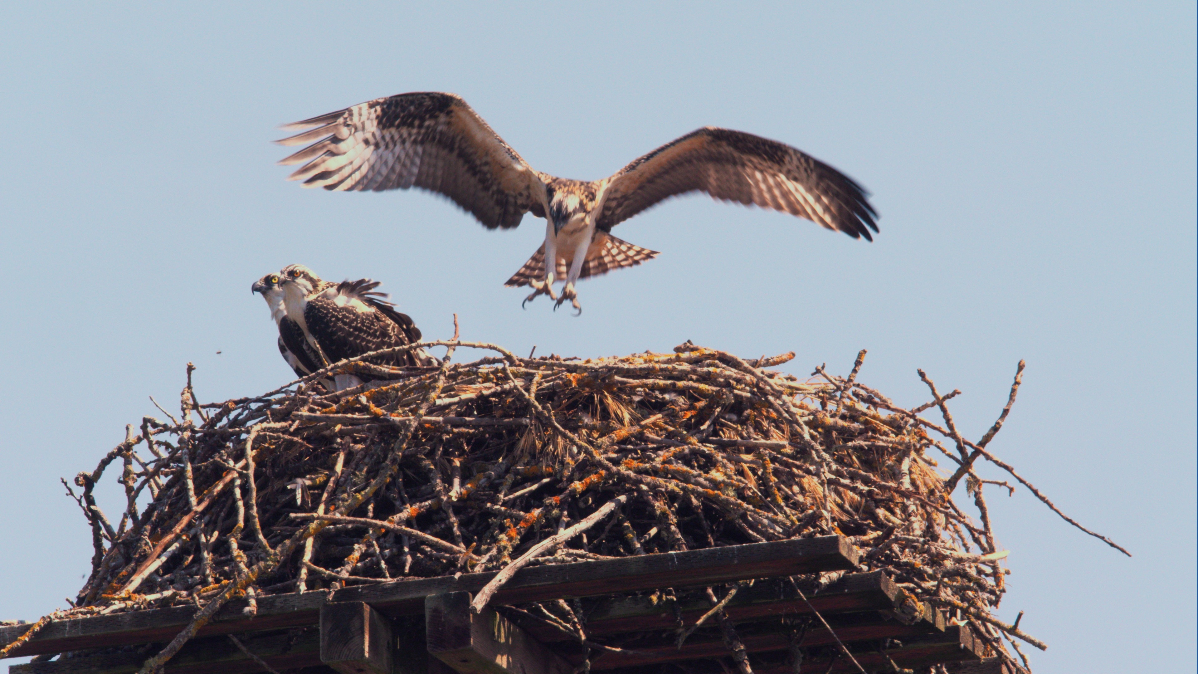 Juvenile Hovering August 3, 2024