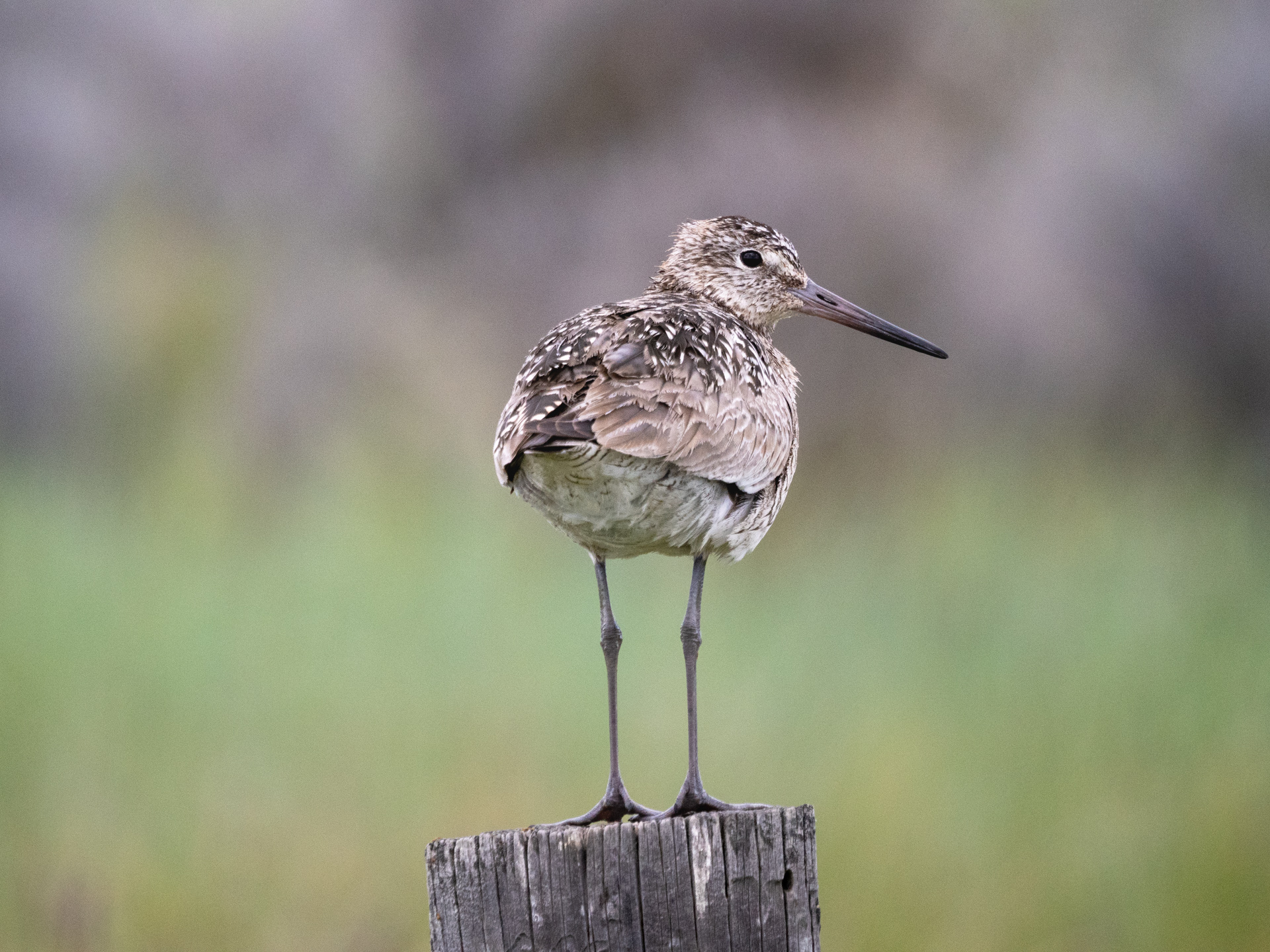 Willet (May 20, 2024) Photo by Hideko Bodley