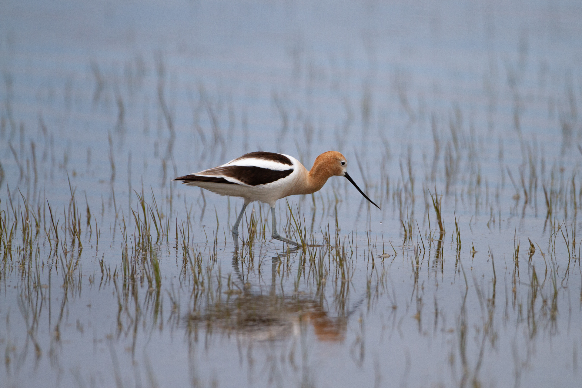Avocet (June 5, 2011)