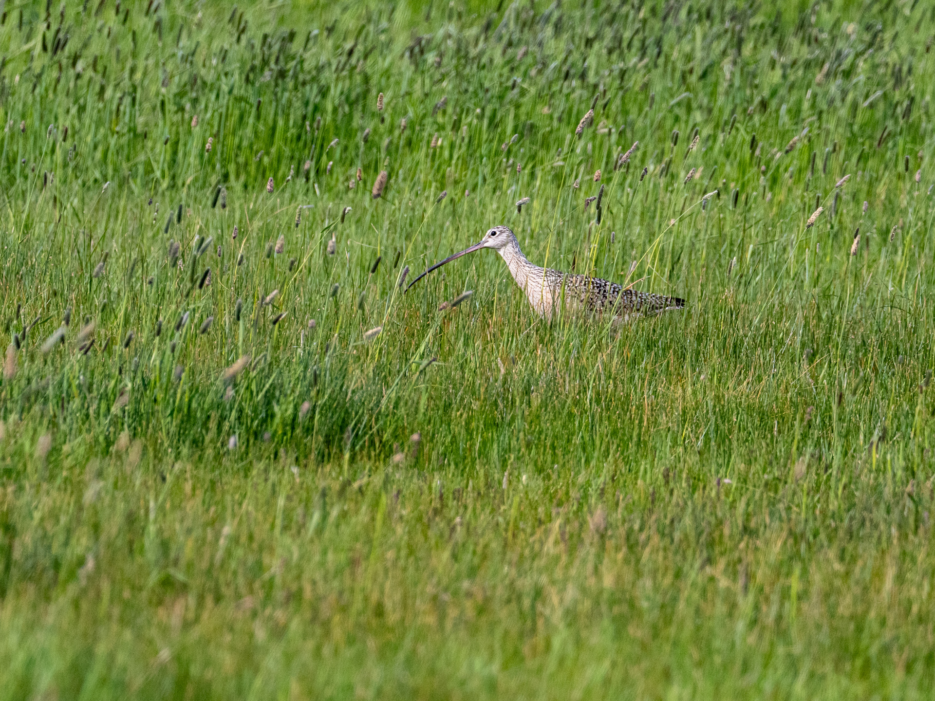 Long-billed Curlew (May 22, 2024)