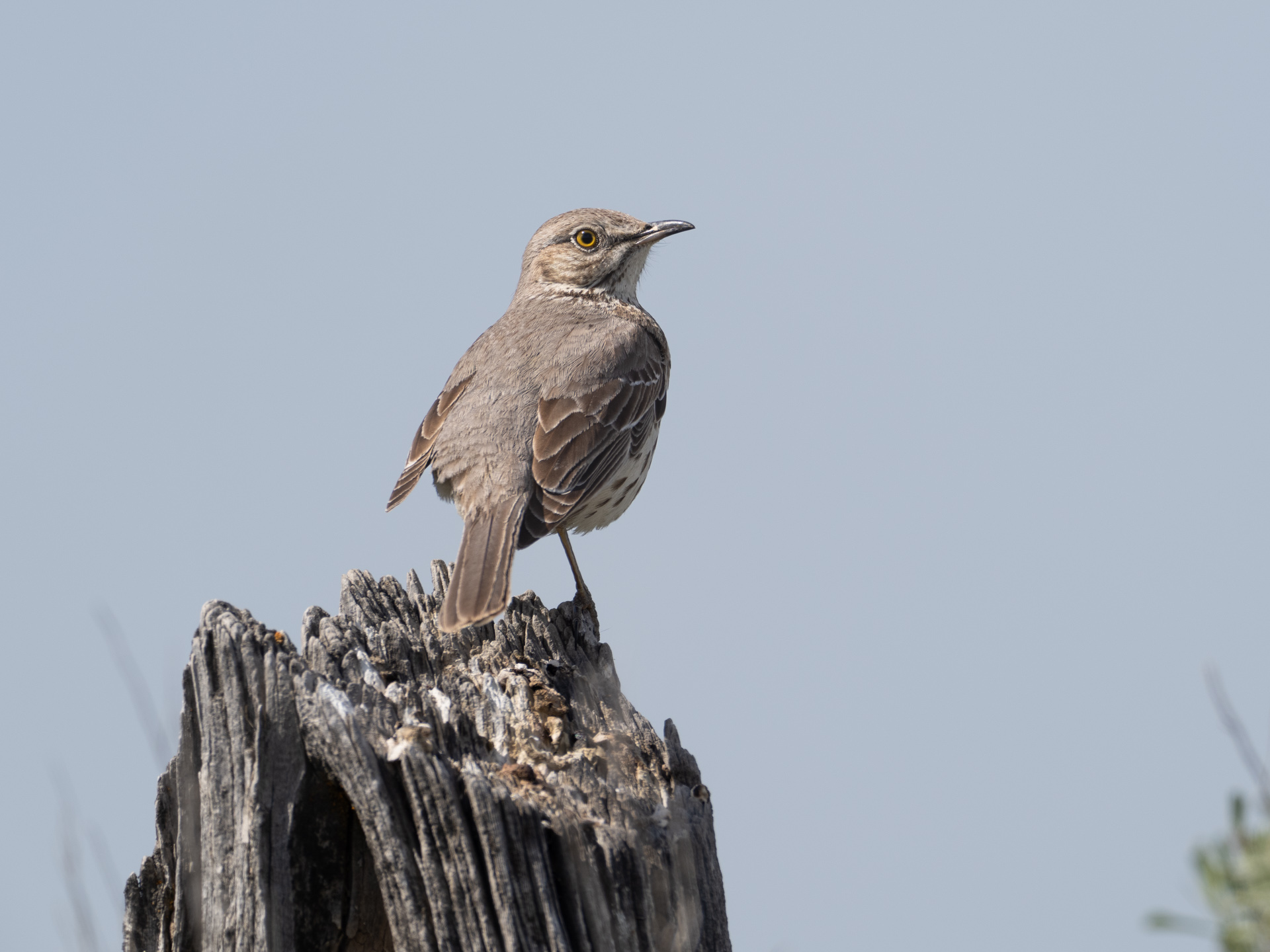 Sage Thrasher (May 20, 2024)