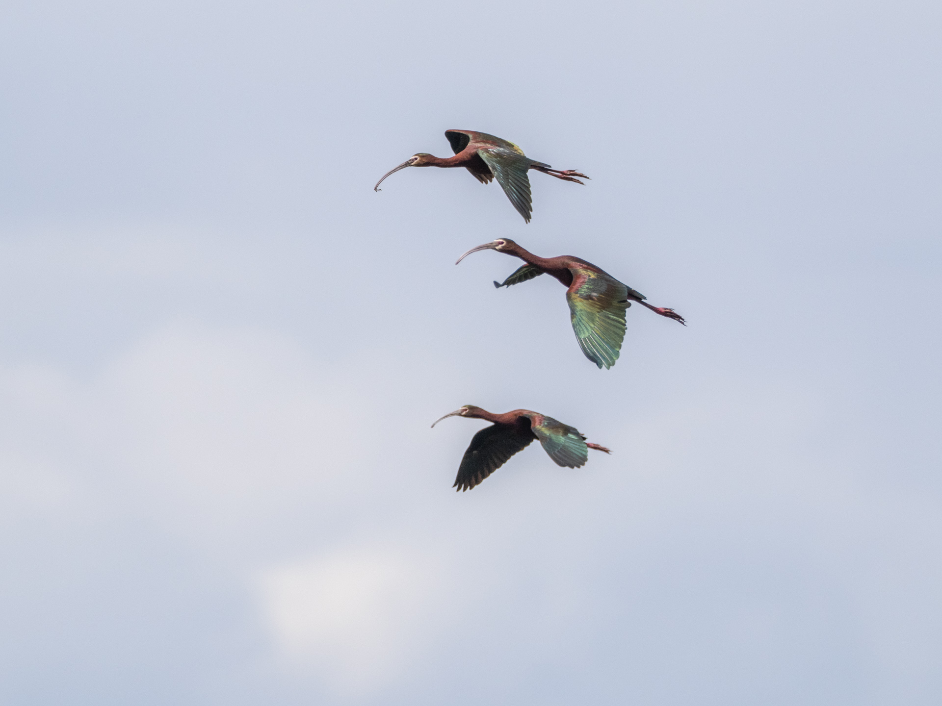 White-faced Ibis (May 23, 2024)
